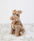 Schnauzer Dog
